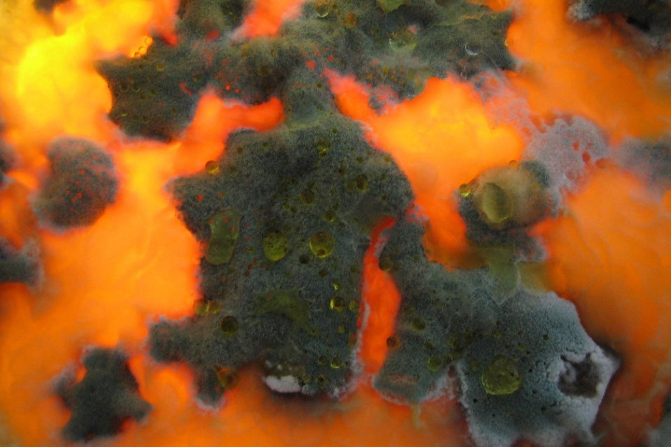 Different Types Of Mold Found In Homes And Buildings