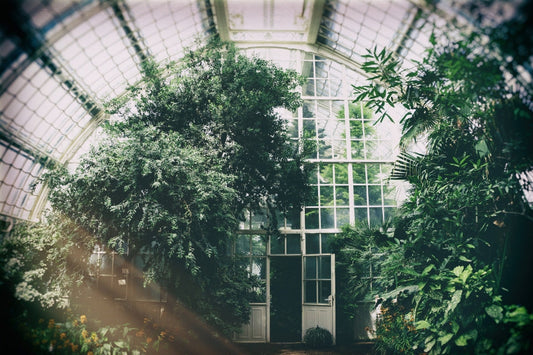 Greenhouse Temperature Control: How To Cool Your Greenhouse In Summer