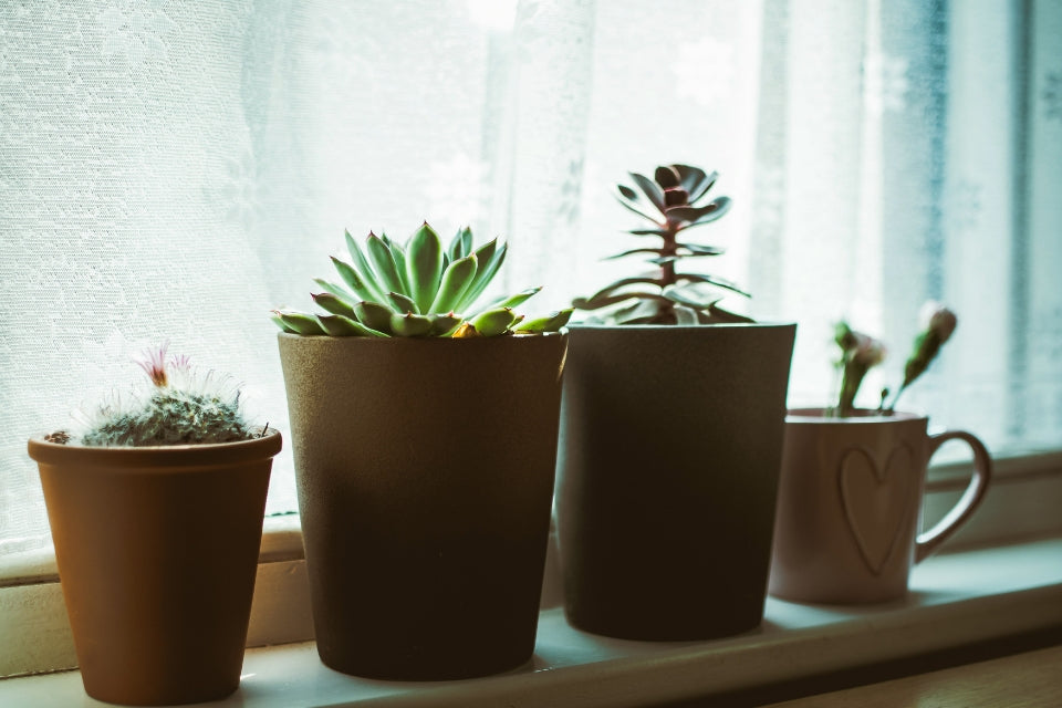 Growing Plants Indoors: Ultimate Guide For Beginners
