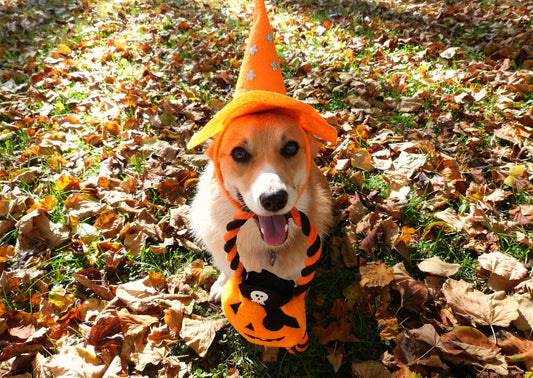 How to Make Halloween Safer for Your Pet