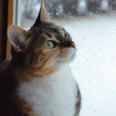 Humidifiers Help Relieve Feline Asthma