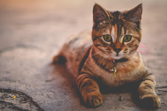 Pet Allergies