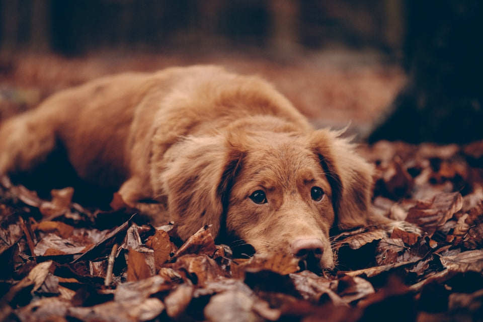 Pet Care In Autumn: 5 Tips For Pet Owners