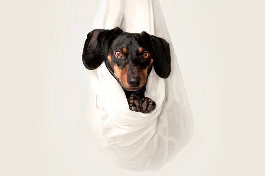 Pet Emergency Preparedness And Kit Tips