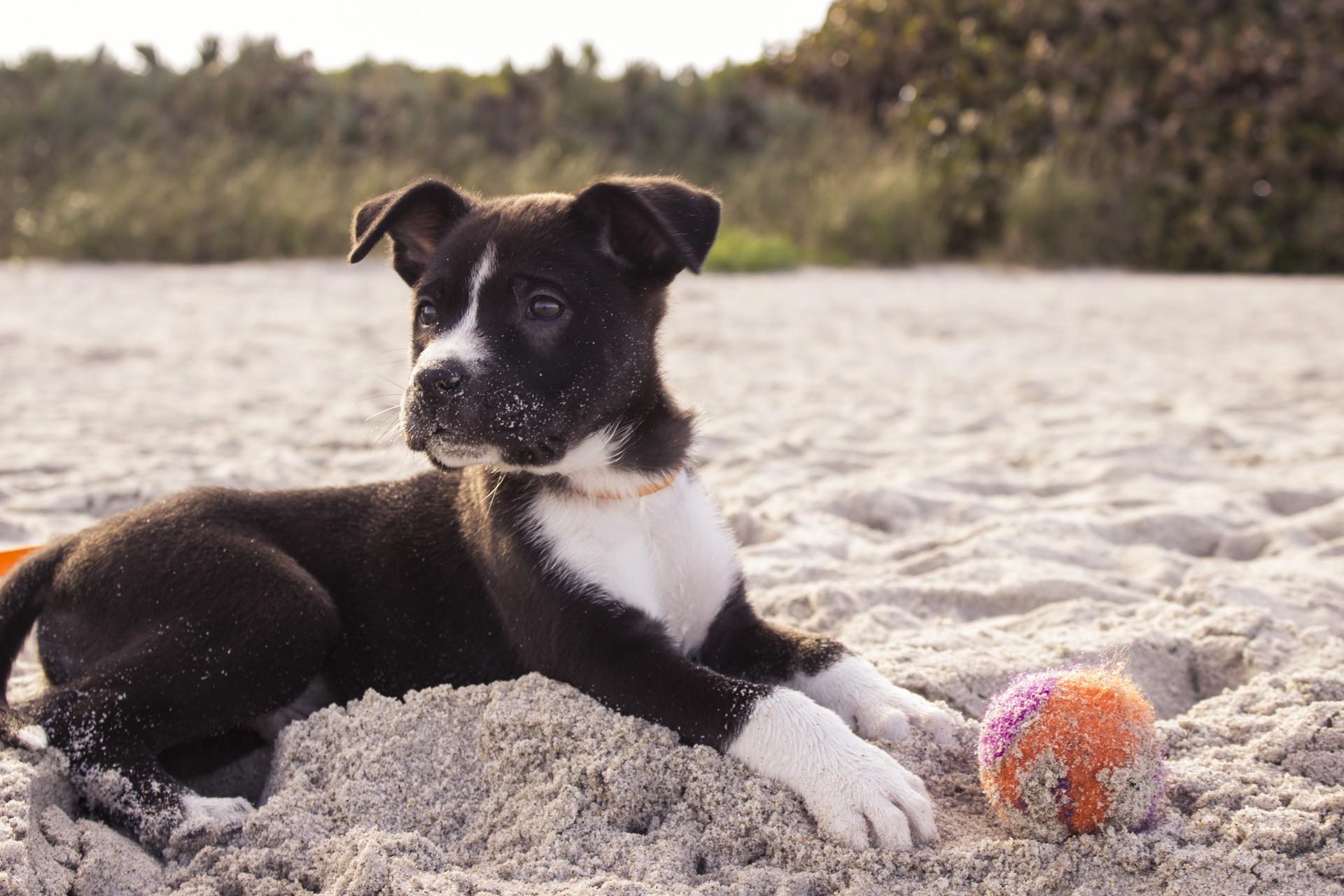 Allergic to Dogs? Here is What You Can Do
