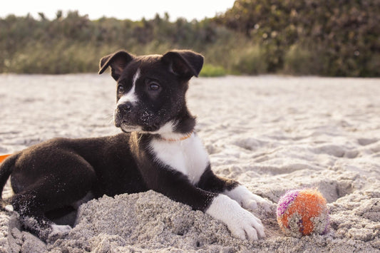 Allergic to Dogs? Here is What You Can Do