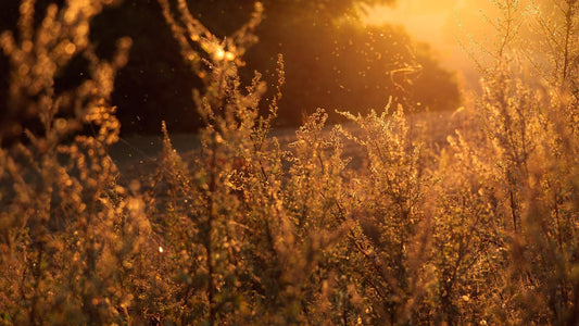 Facing Your Allergies