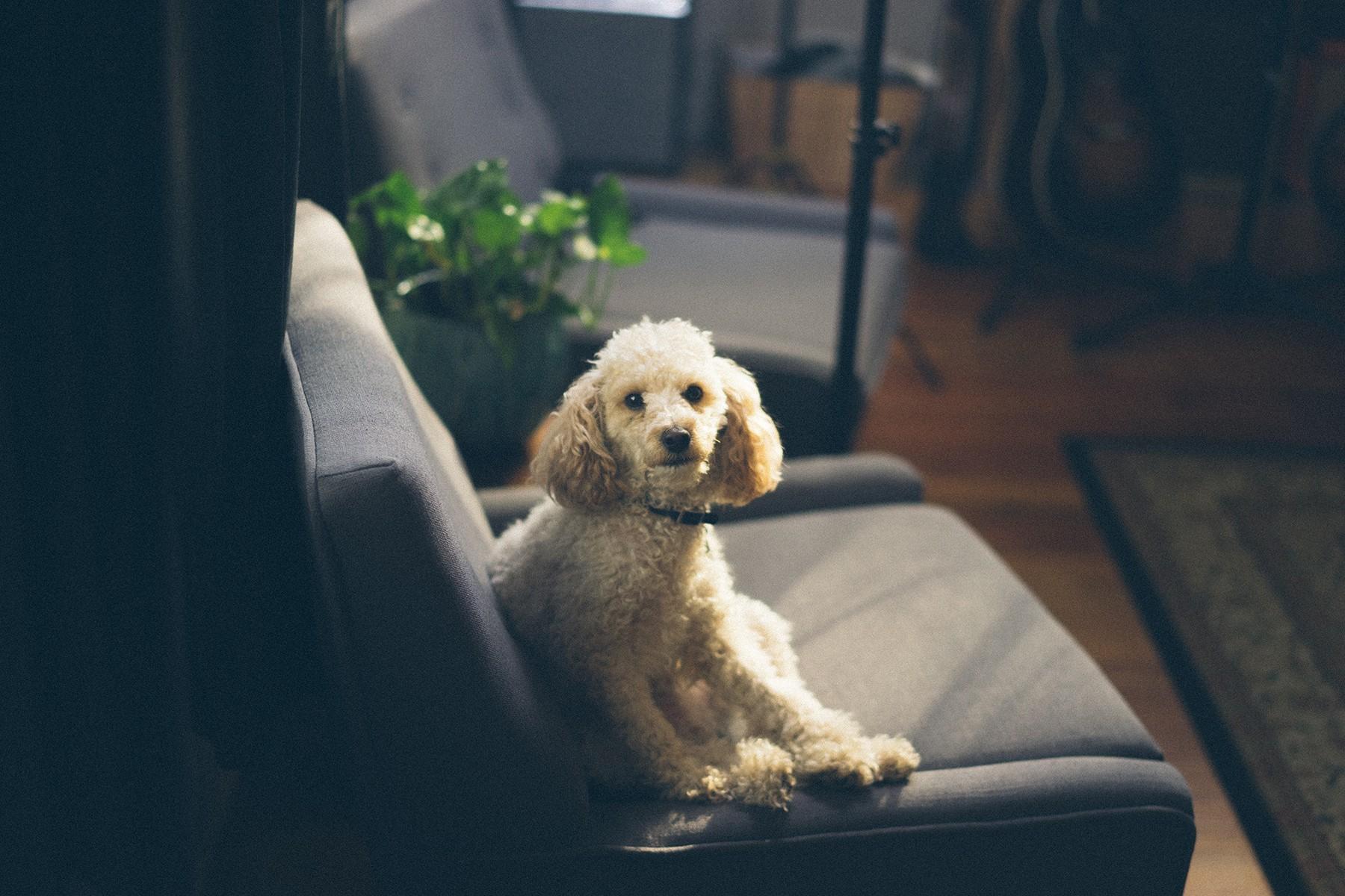 How to Reduce Animal Dander in the Home