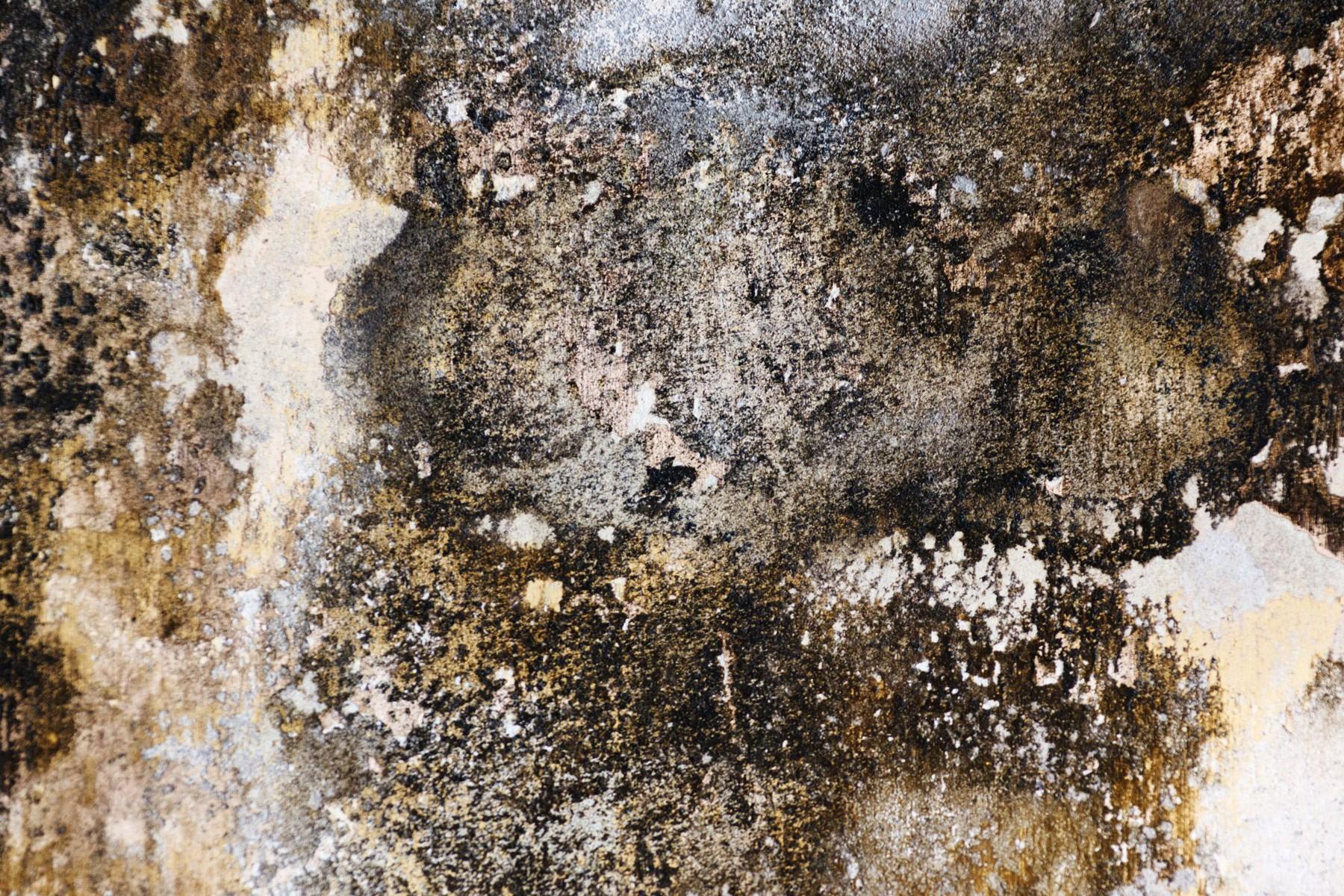Mold: Here, There and Everywhere