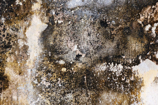 Mold: Here, There and Everywhere