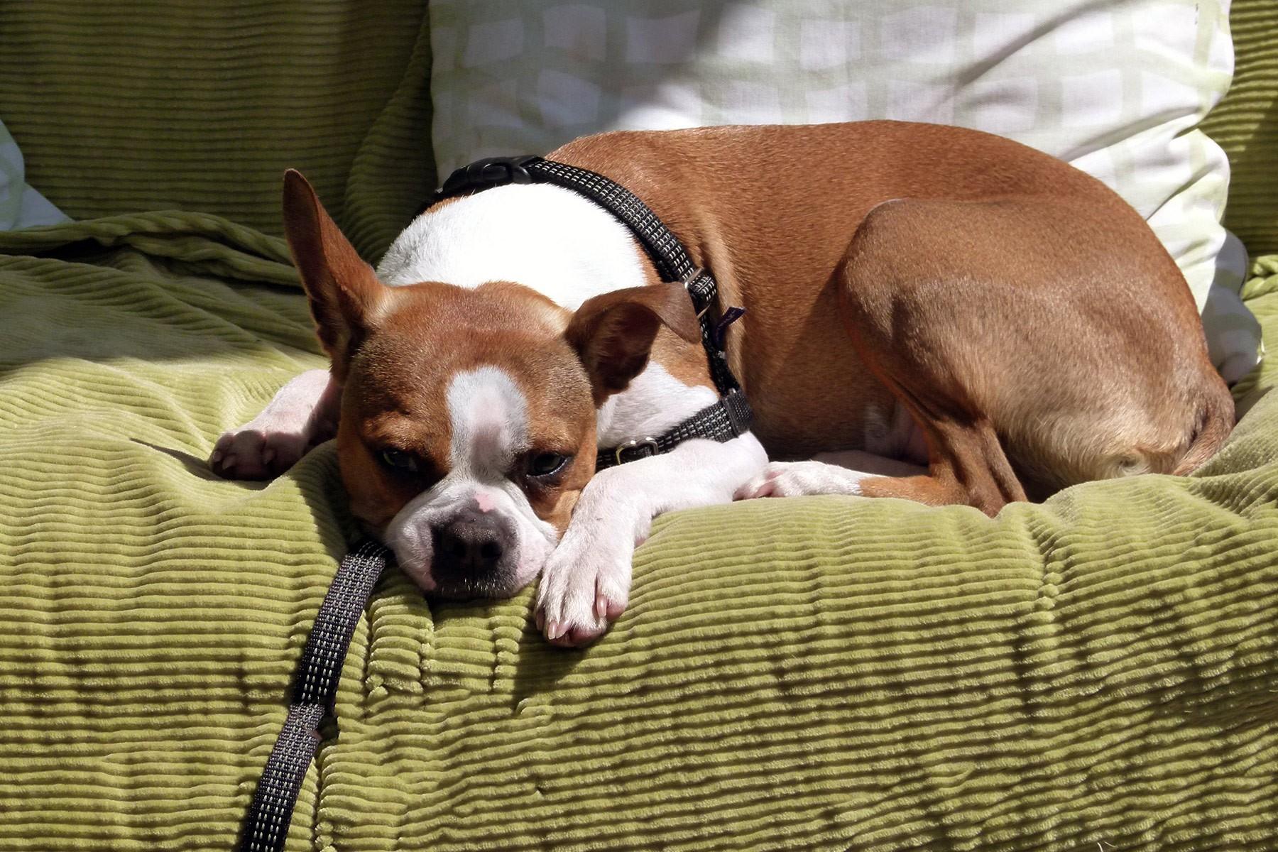Ways to Reduce Pet Odor in Your Home
