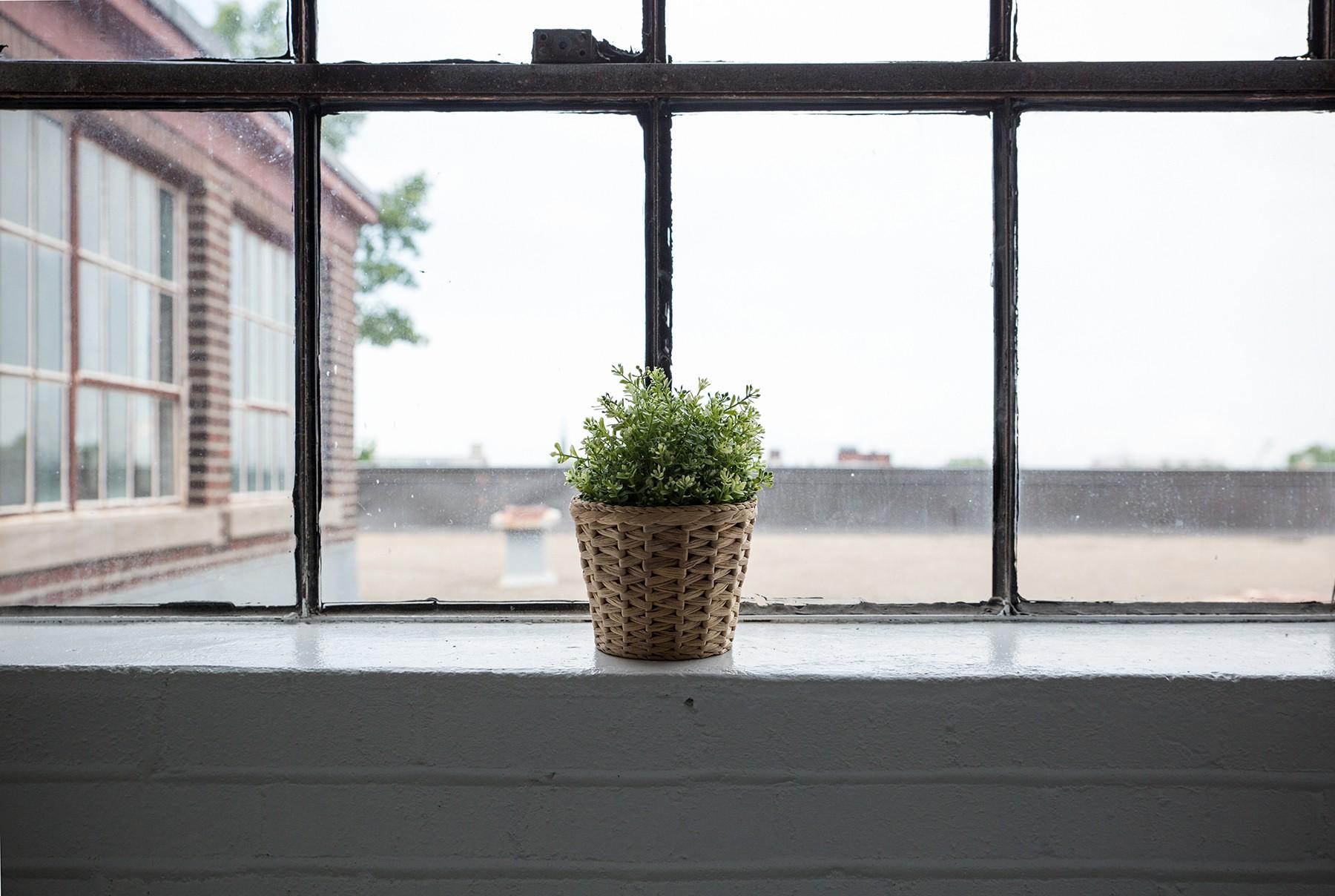 Plants That Clean The Air