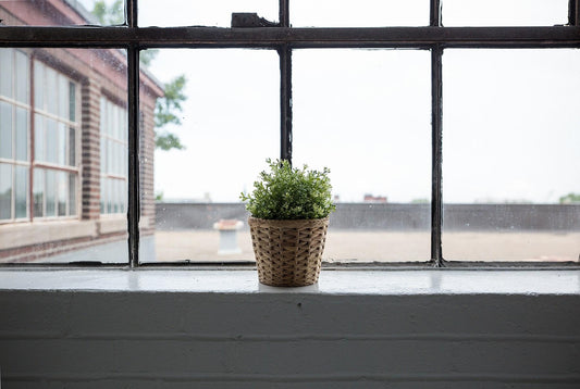 Plants That Clean The Air