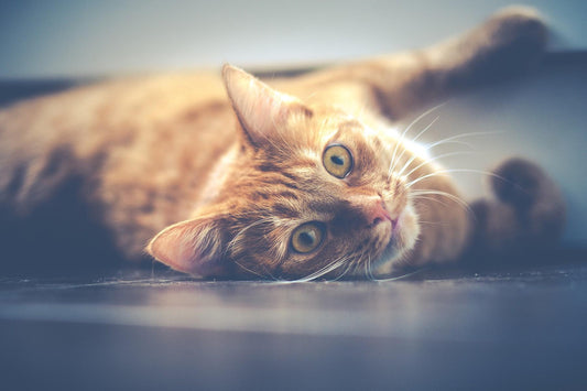 What is Cat Dander Allergy & How to Reduce or Control Allergies for Cat Dander